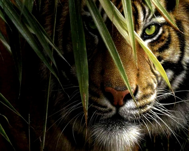 Tigres