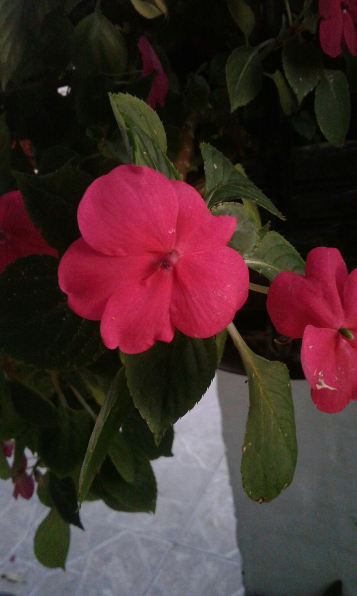 alegria