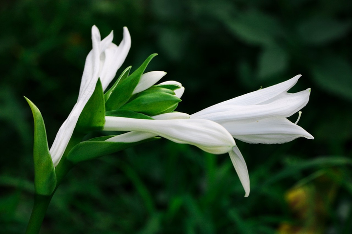 White flowers