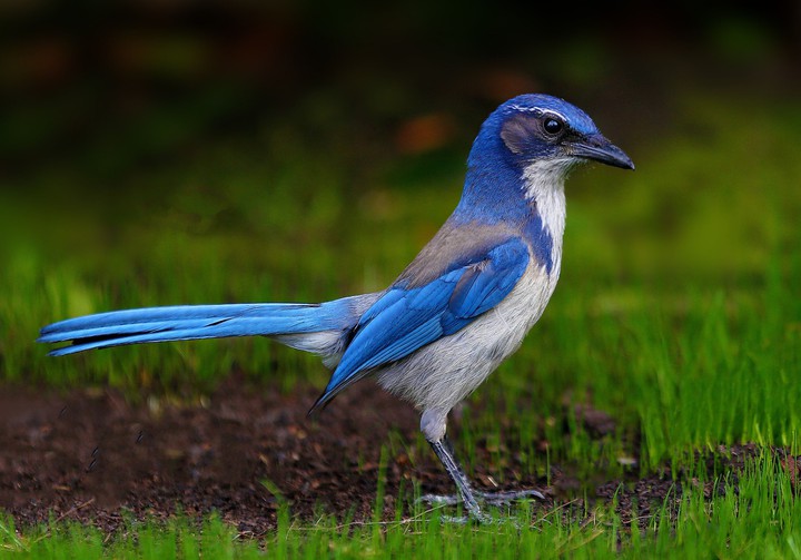 Blue Bird
+ Alina Bulexa