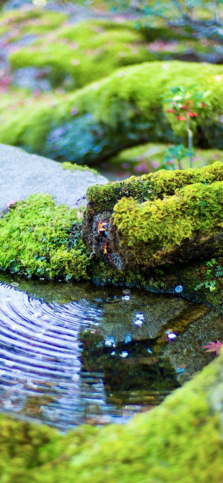 Mossy Grove