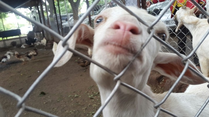 Funny goat
