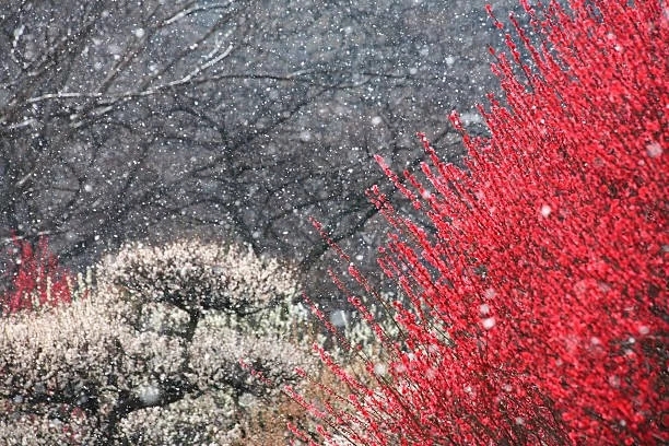 Plum in full bloom