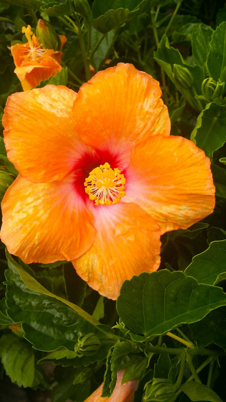 hibiscus