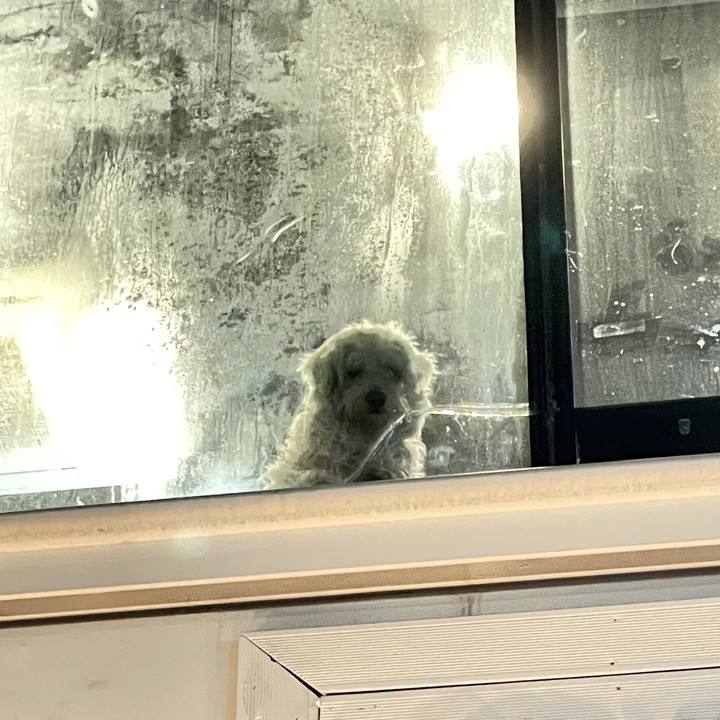 dog