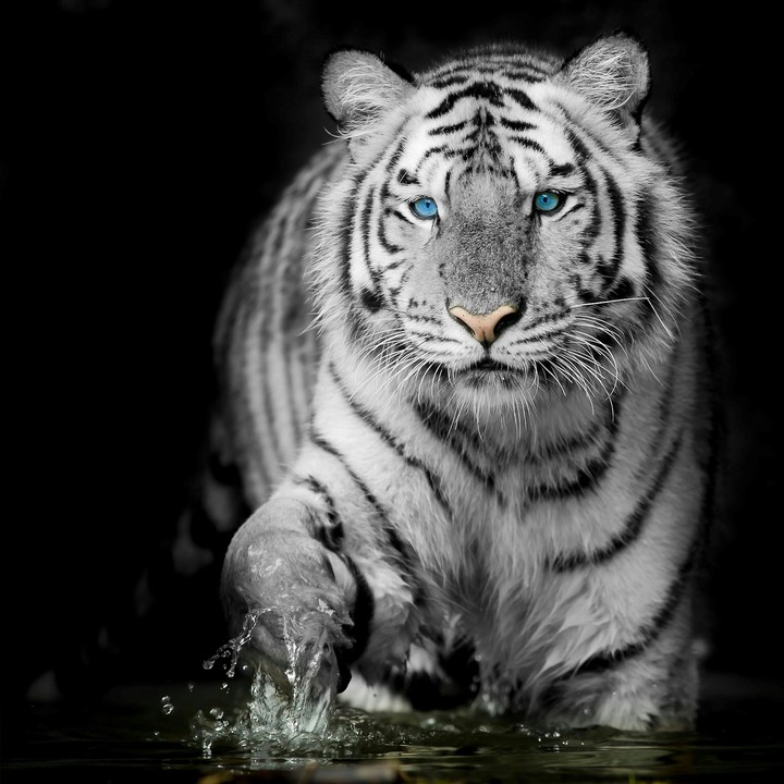 white tiger