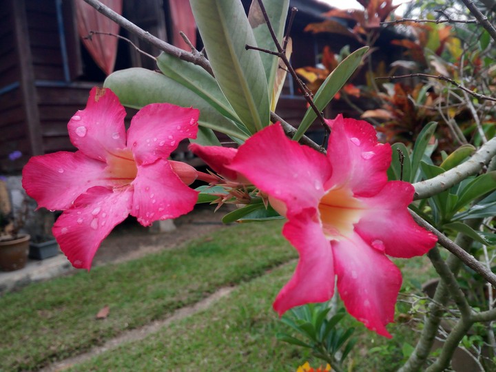 Village's flower