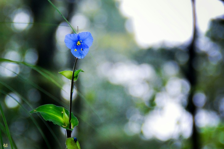 flor azul