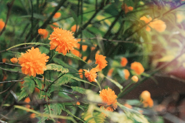 Fire-flowers