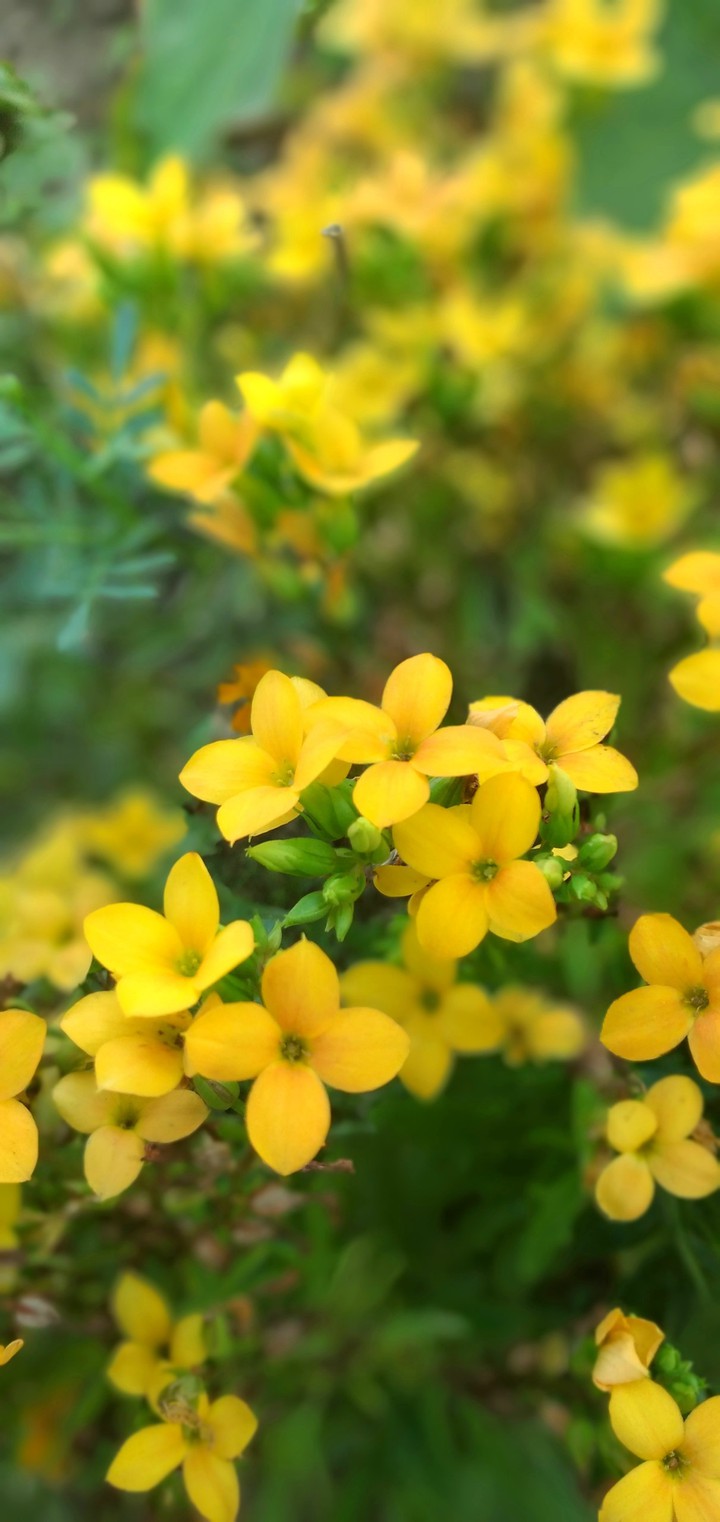 Flores