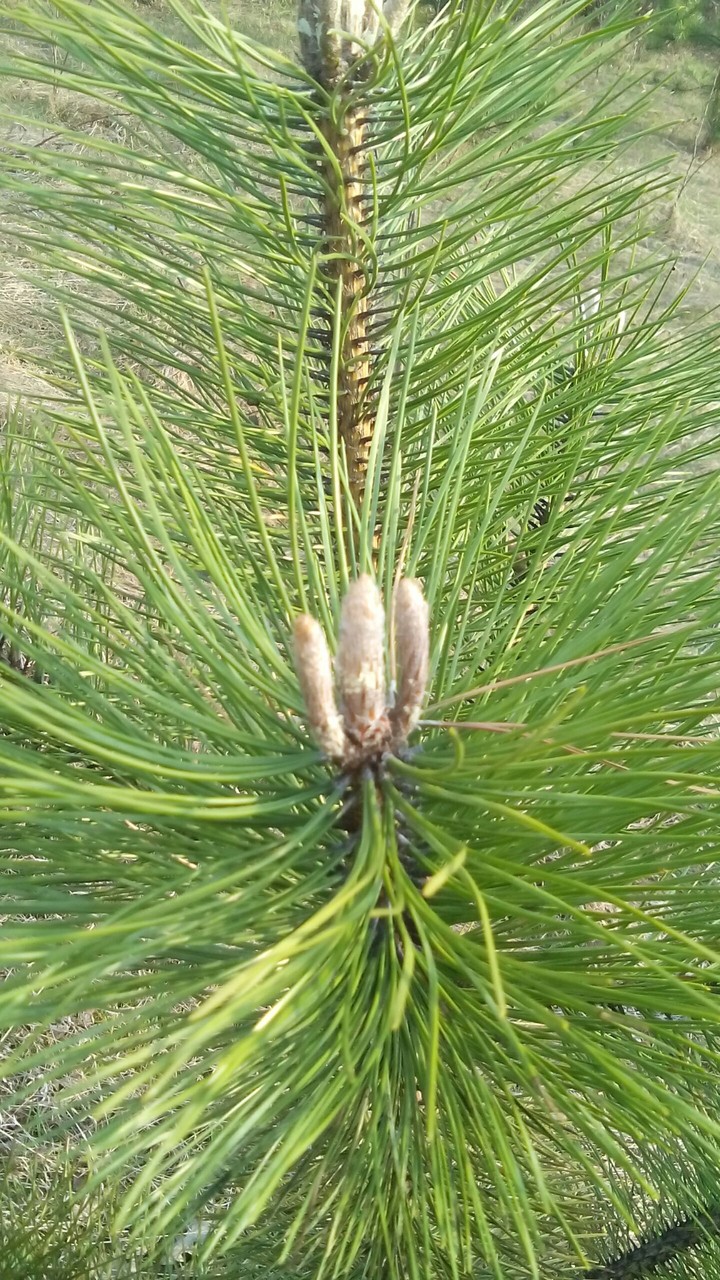 Little pine tree