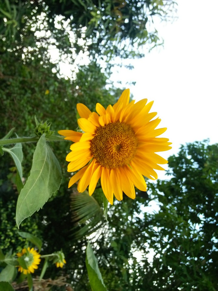 natural flowers