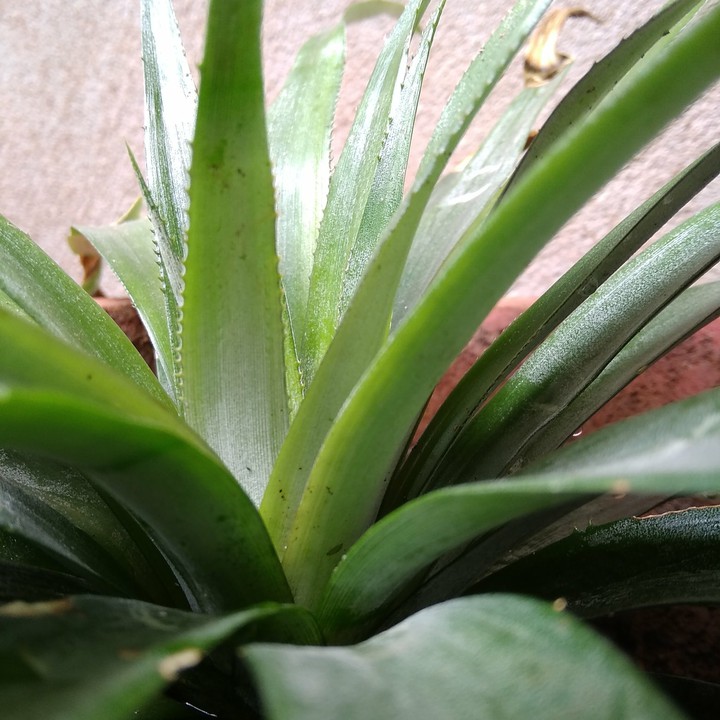 pinapple