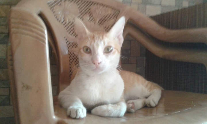 cute cat
