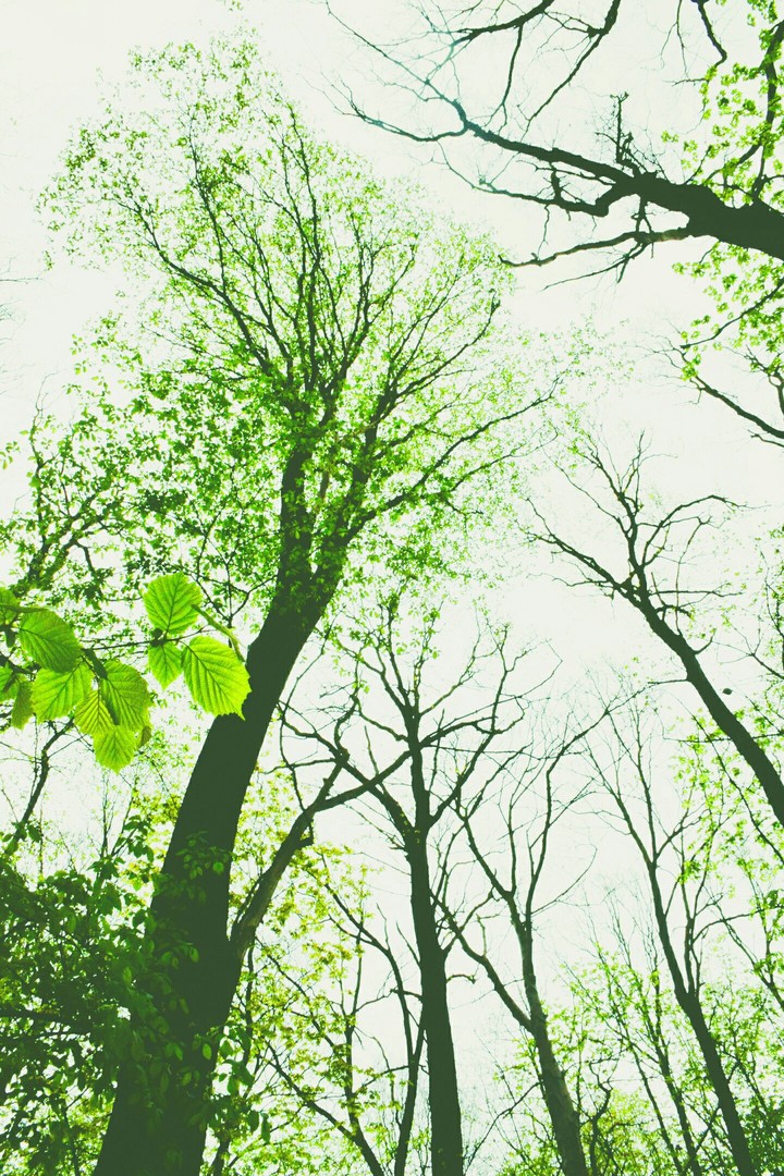 Spring green