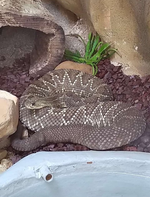 cobra