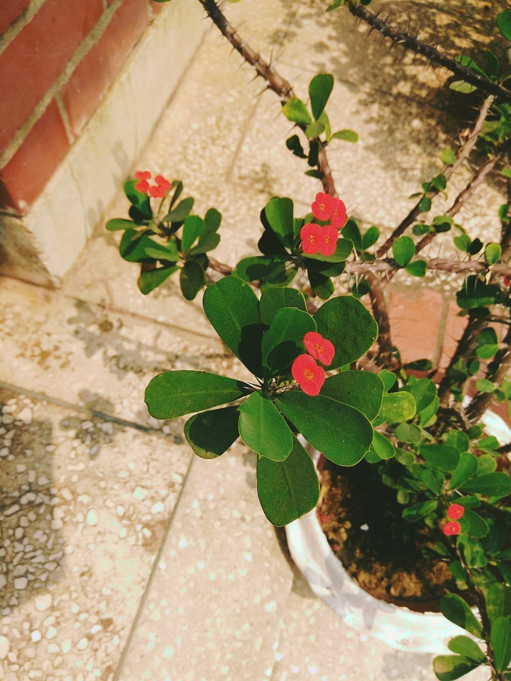 flowers