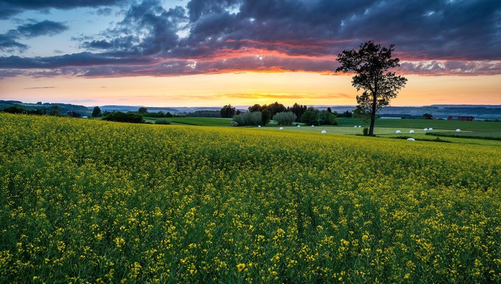 field
