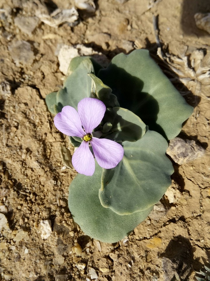 Algérie
