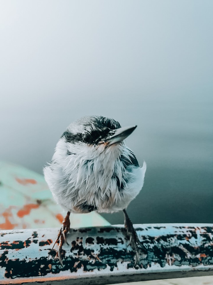 Bird