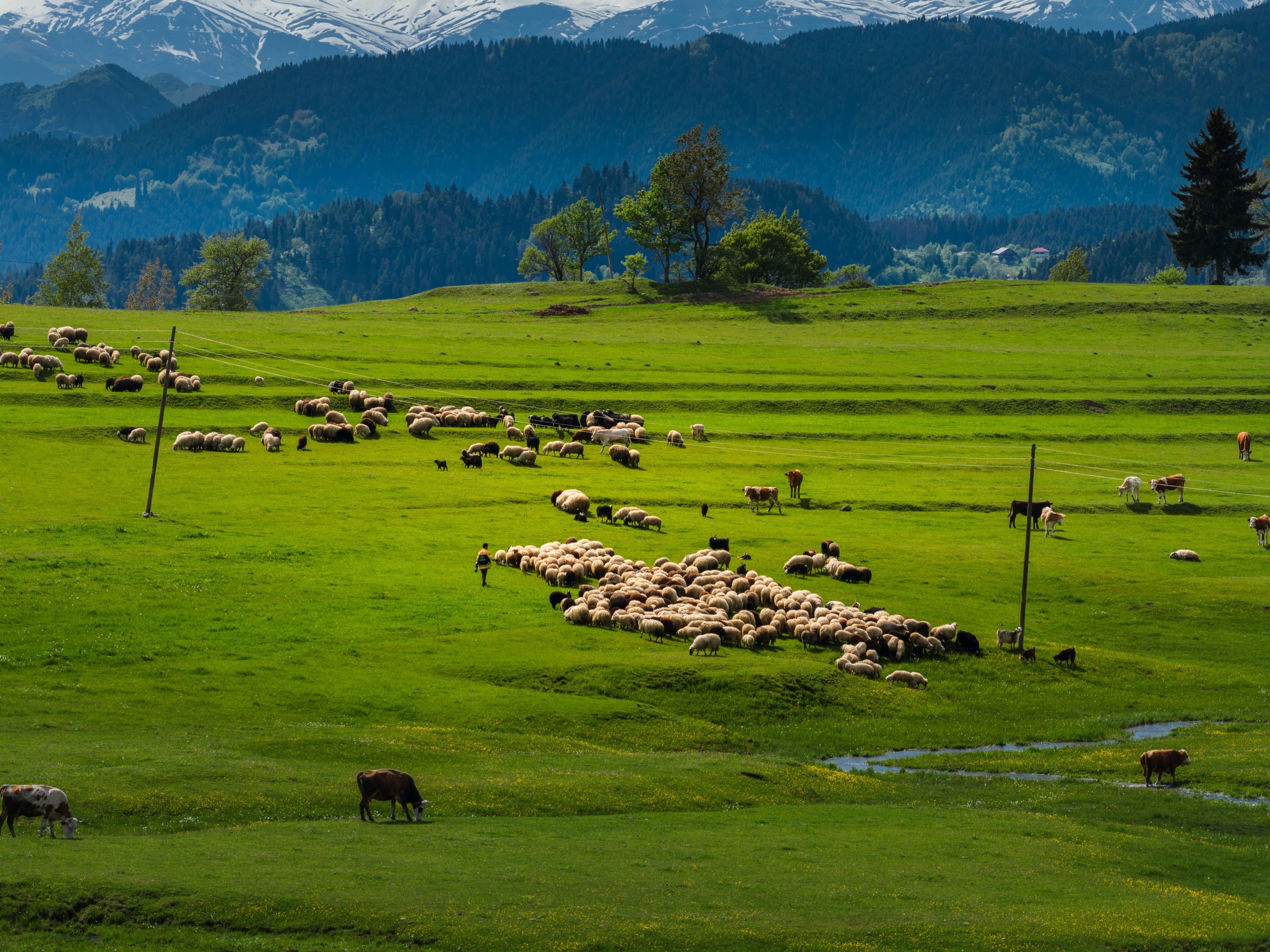 papéis de parede mountain, green