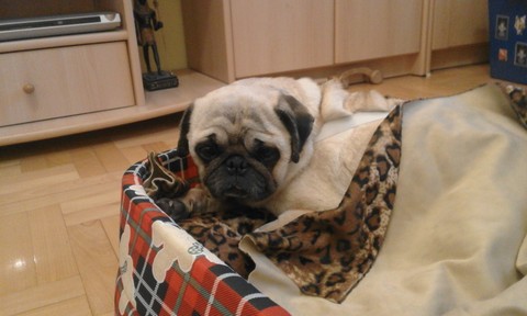 Pug