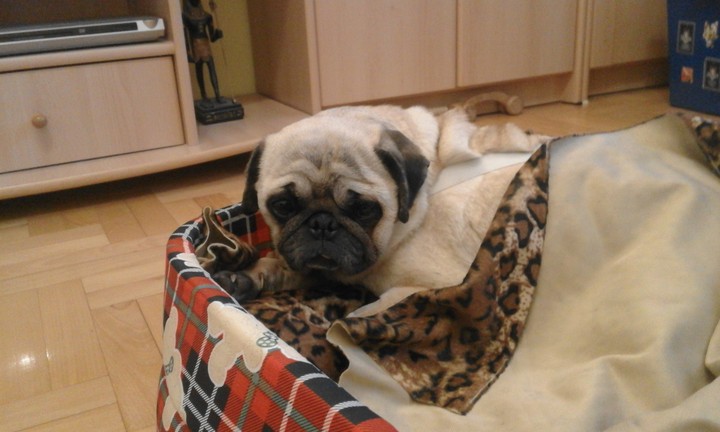 Pug