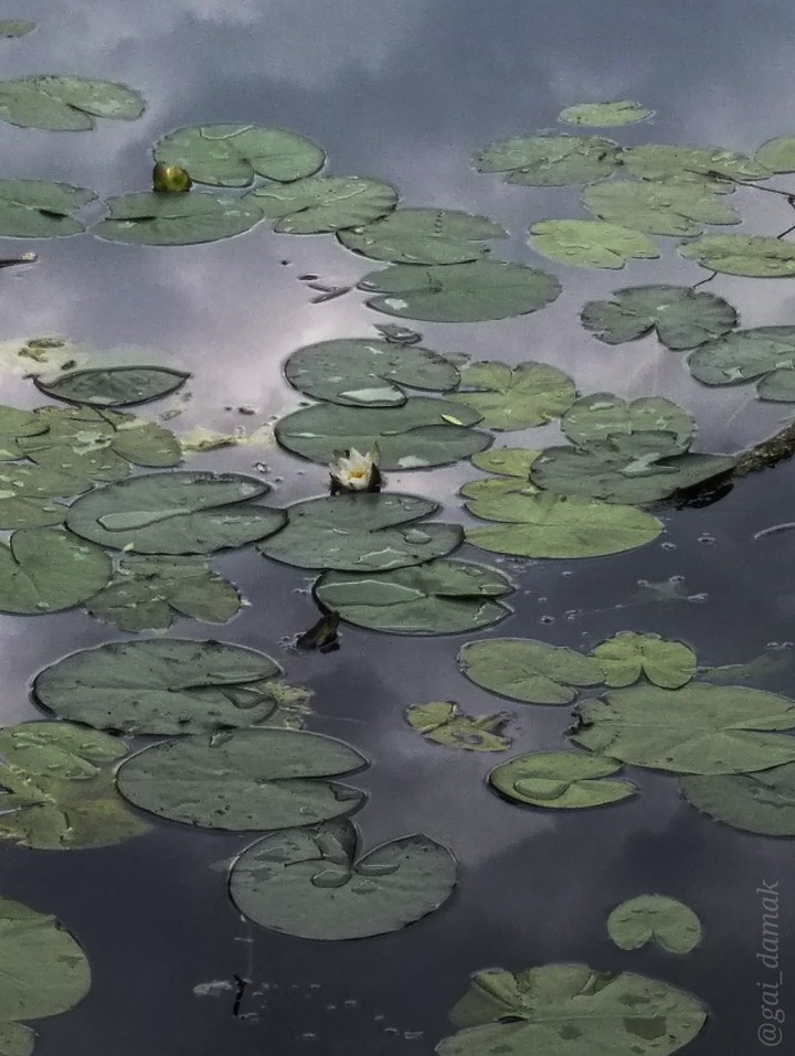 water lily