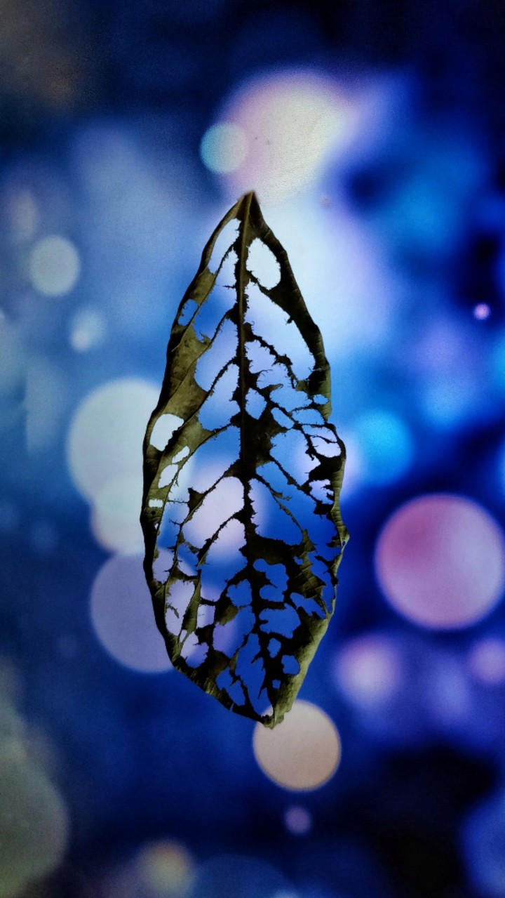 Life of a Leaf