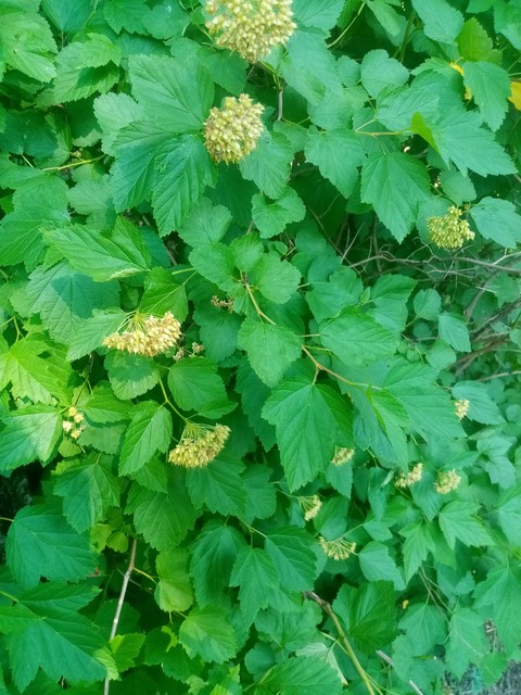 plant, 植物桌布