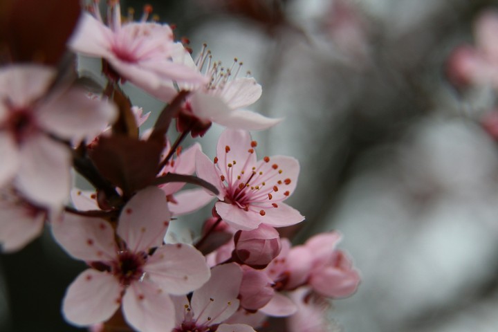 cherry blossom