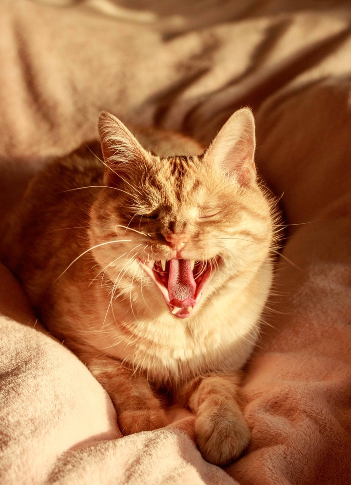 Red cat
