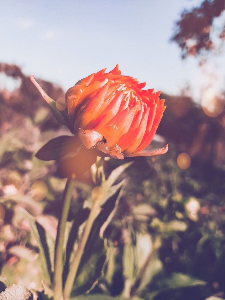 flower