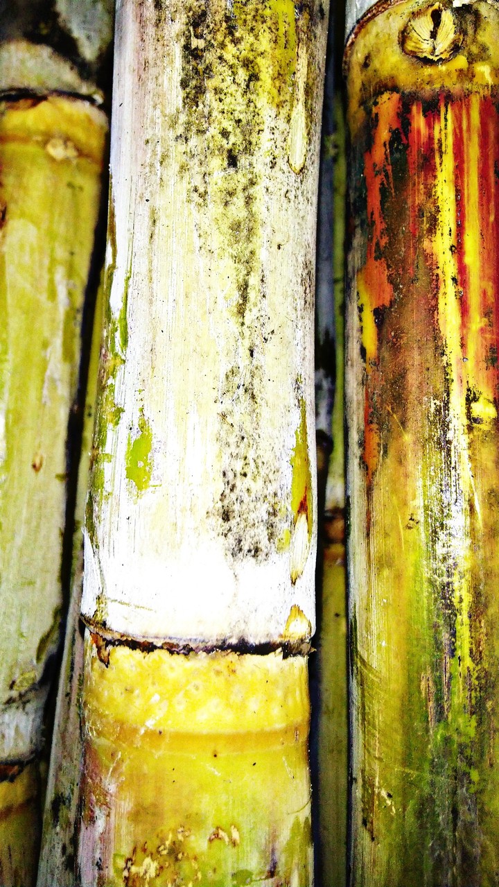 sugarcane#random click