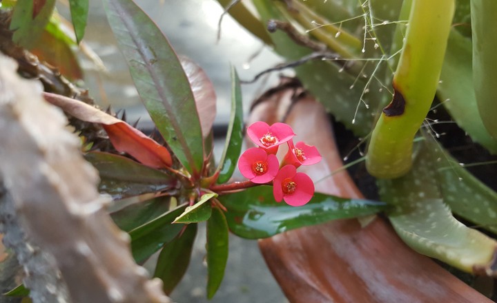 Flower