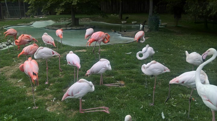 flamingo