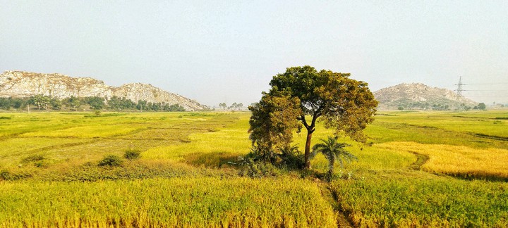 nature