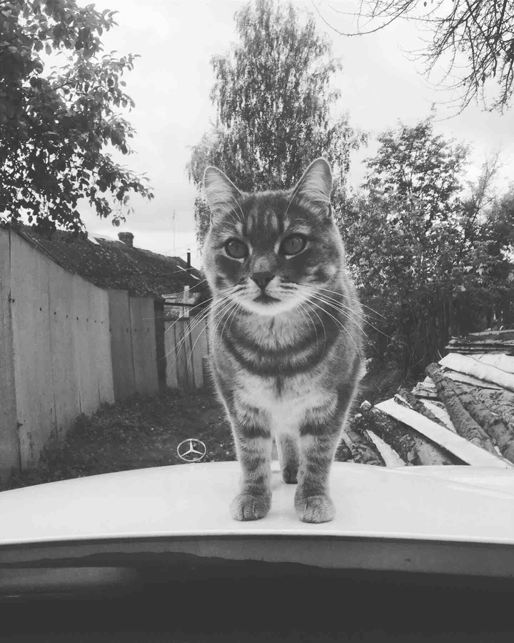 кот,Мерседес