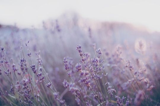 lavender