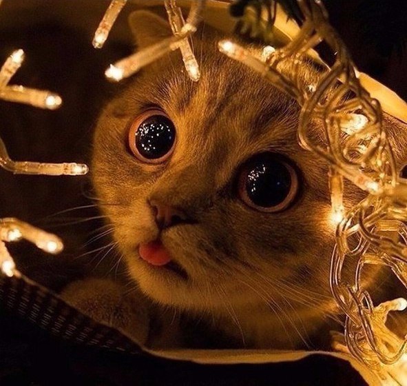 кот