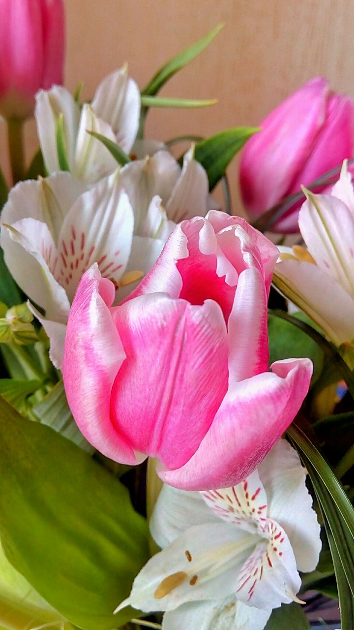 tulip
