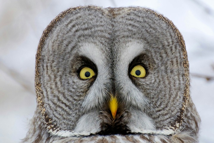 owl