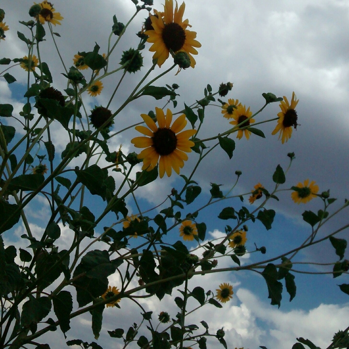Girasoles