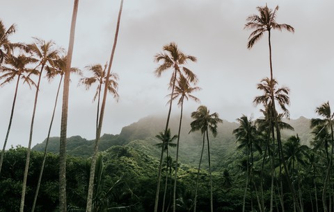 fonds d'écran jungle, vegetation