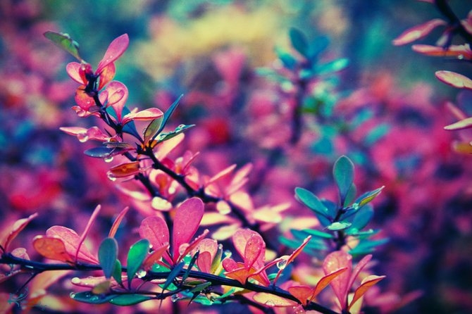 природа