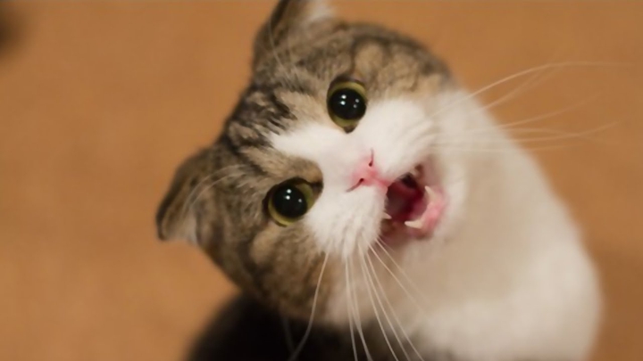 kitty