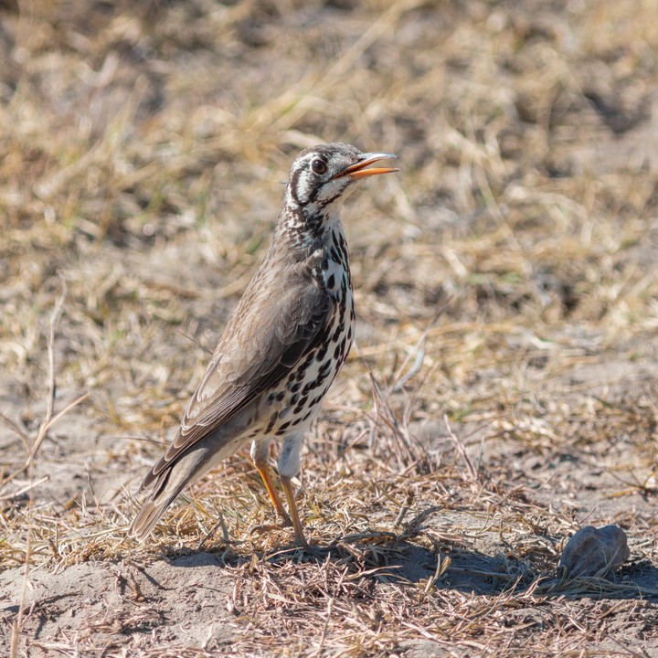 Exemplar de tordo-de-peito-malhado (Turdus litsitsirupa)