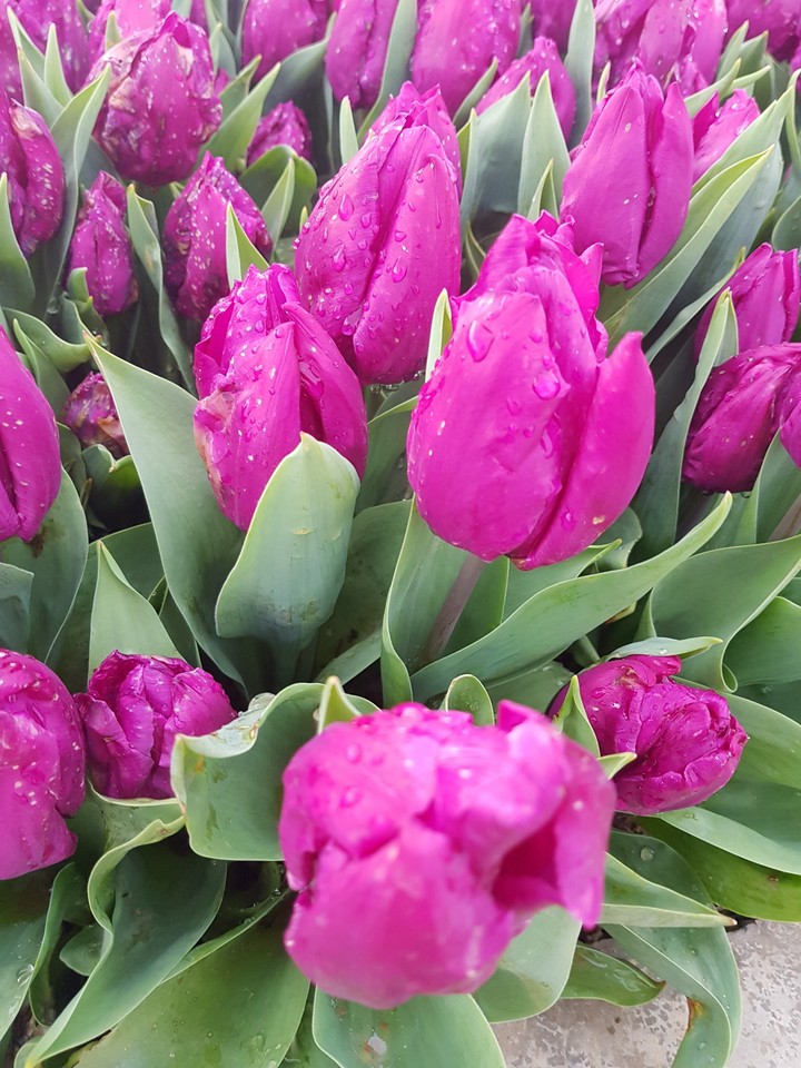 Tulp