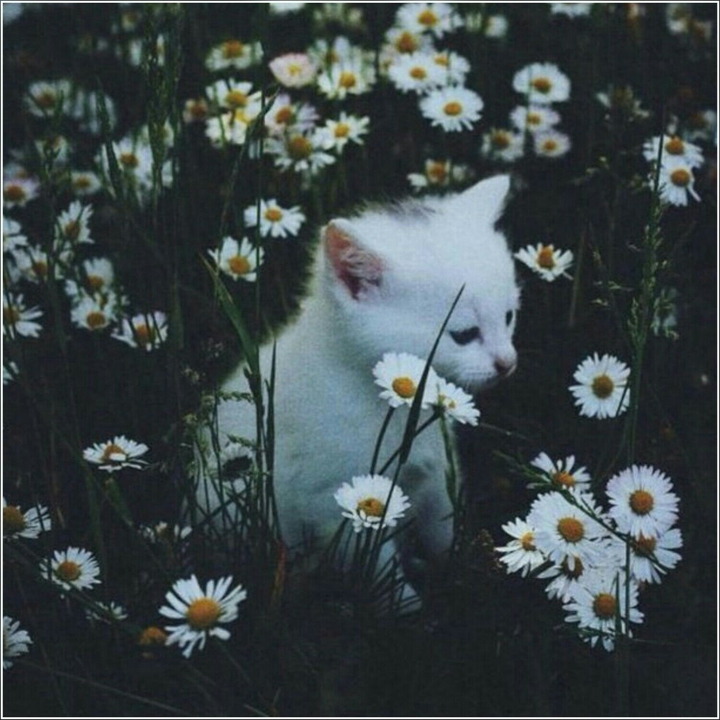 cute cat