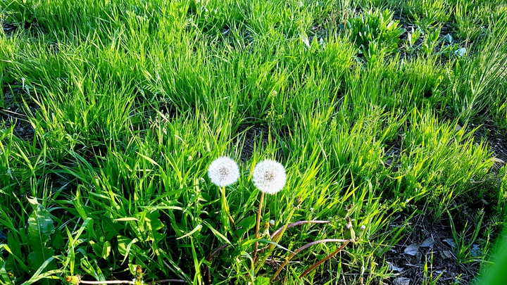The spring